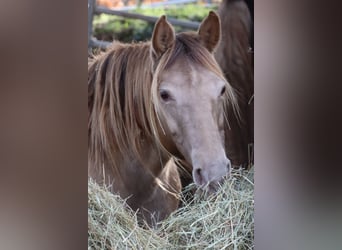 Rocky Mountain Horse, Giumenta, 11 Anni, 150 cm, Champagne