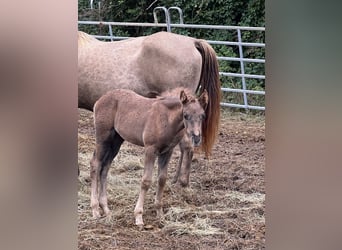 Rocky Mountain Horse, Giumenta, 11 Anni, 150 cm, Champagne