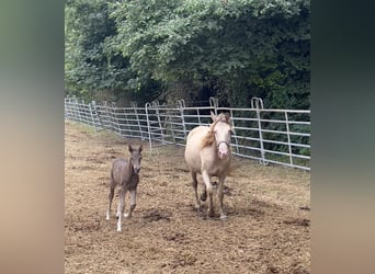 Rocky Mountain Horse, Giumenta, 11 Anni, 150 cm, Champagne