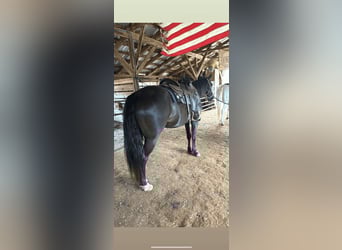 Rocky Mountain Horse, Giumenta, 14 Anni, 142 cm, Morello
