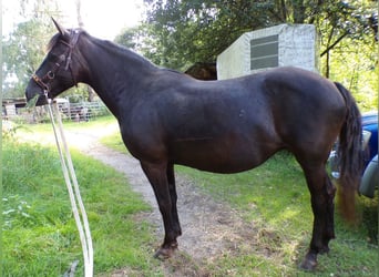 Rocky Mountain Horse, Giumenta, 14 Anni, 154 cm