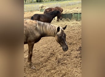 Rocky Mountain Horse, Giumenta, 1 Anno, 140 cm, Morello