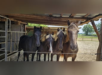 Rocky Mountain Horse, Giumenta, 2 Anni, 148 cm