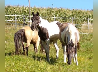 Rocky Mountain Horse, Giumenta, 2 Anni, 156 cm, Pezzato