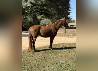 Rocky Mountain Horse, Giumenta, 3 Anni, 142 cm