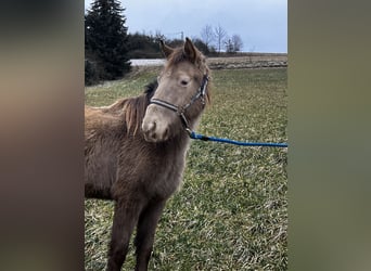 Rocky Mountain Horse, Giumenta, 4 Anni, 147 cm, Champagne