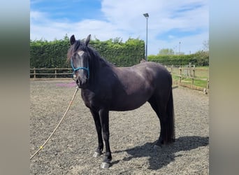 Rocky Mountain Horse, Giumenta, 4 Anni, 148 cm, Morello