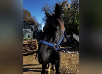 Rocky Mountain Horse, Giumenta, 4 Anni, 153 cm, Morello