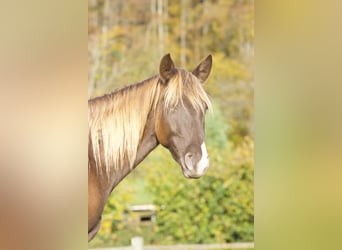 Rocky Mountain Horse, Giumenta, 4 Anni, 155 cm, Overo-tutti i colori