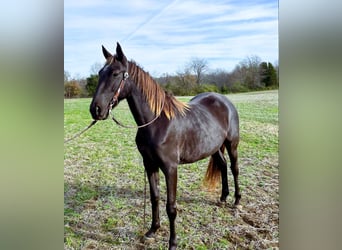 Rocky Mountain Horse, Giumenta, 5 Anni, 142 cm, Baio