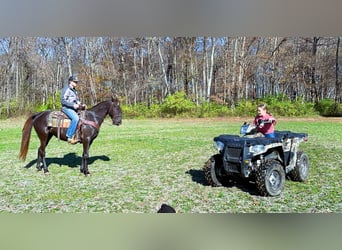 Rocky Mountain Horse, Giumenta, 5 Anni, 142 cm, Baio