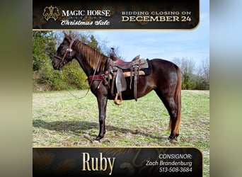 Rocky Mountain Horse, Giumenta, 5 Anni, 142 cm, Baio