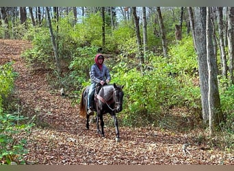 Rocky Mountain Horse, Giumenta, 5 Anni, 142 cm, Baio