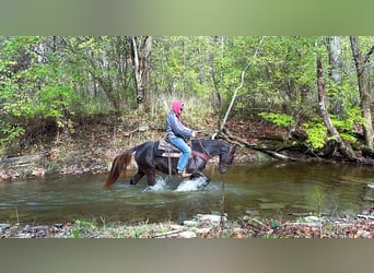 Rocky Mountain Horse, Giumenta, 5 Anni, 142 cm, Baio