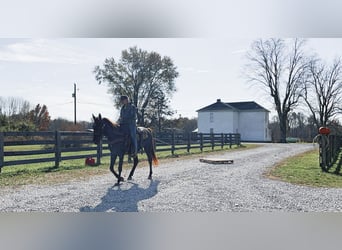 Rocky Mountain Horse, Giumenta, 5 Anni, 142 cm, Baio