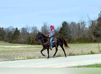 Rocky Mountain Horse, Giumenta, 5 Anni, 142 cm, Baio