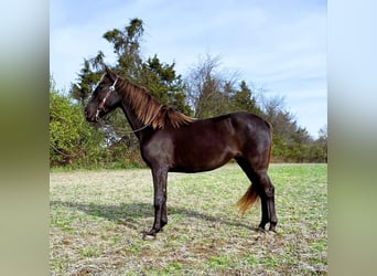 Rocky Mountain Horse, Giumenta, 5 Anni, 142 cm, Baio