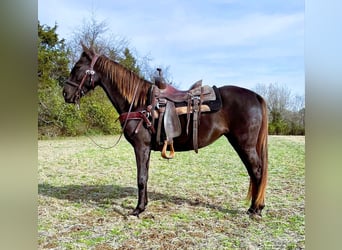 Rocky Mountain Horse, Giumenta, 5 Anni, 142 cm, Baio