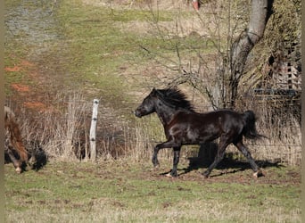 Rocky Mountain Horse, Giumenta, 5 Anni, 146 cm, Morello