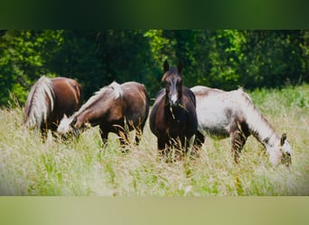 Rocky Mountain Horse, Giumenta, 5 Anni, 146 cm, Morello