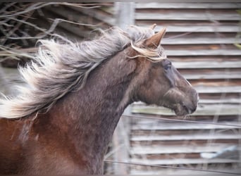 Rocky Mountain Horse, Giumenta, 6 Anni, 150 cm, Baio