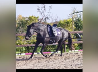 Rocky Mountain Horse Mix, Giumenta, 6 Anni, 153 cm, Morello
