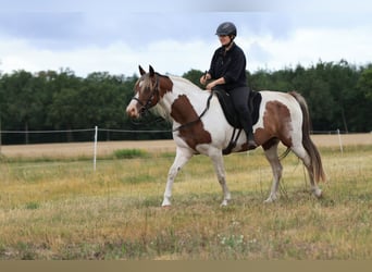 Rocky Mountain Horse Mix, Giumenta, 7 Anni, 148 cm, Pezzato