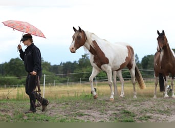 Rocky Mountain Horse Mix, Giumenta, 7 Anni, 148 cm, Pezzato