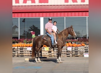 Rocky Mountain Horse, Giumenta, 7 Anni, 152 cm, Sauro ciliegia