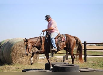 Rocky Mountain Horse, Giumenta, 7 Anni, 152 cm, Sauro ciliegia