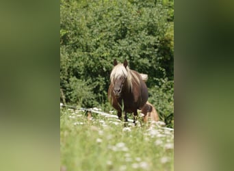 Rocky Mountain Horse, Giumenta, 8 Anni, 147 cm, Morello