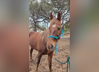 Rocky Mountain Horse, Giumenta, 8 Anni, 152 cm, Sauro ciliegia