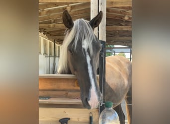 Rocky Mountain Horse, Giumenta, 9 Anni, 150 cm, Pelle di daino