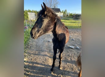 Rocky Mountain Horse, Hengst, 1 Jaar, 150 cm, Zwart