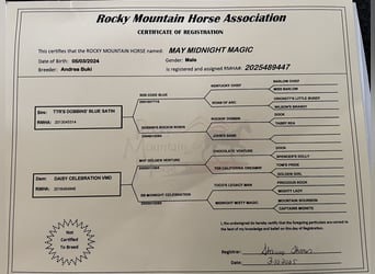 Rocky Mountain Horse, Hengst, 1 Jaar, 150 cm, Zwart