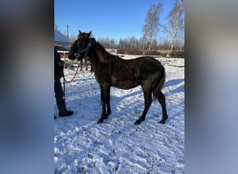 Rocky Mountain Horse, Hengst, 1 Jaar, 150 cm, Zwart