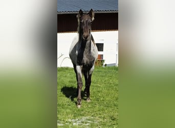Rocky Mountain Horse, Hengst, 1 Jaar, 154 cm, Roan-Bay