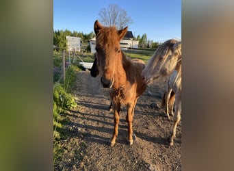 Rocky Mountain Horse, Hengst, 1 Jaar, 155 cm, Roan-Red