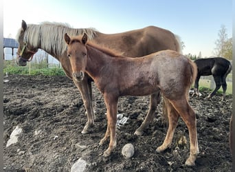 Rocky Mountain Horse, Hengst, 1 Jaar, 155 cm, Roan-Red