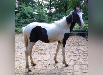 Rocky Mountain Horse Mix, Hengst, 1 Jahr, 148 cm, Schecke