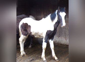 Rocky Mountain Horse Mix, Hengst, 1 Jahr, 148 cm, Schecke