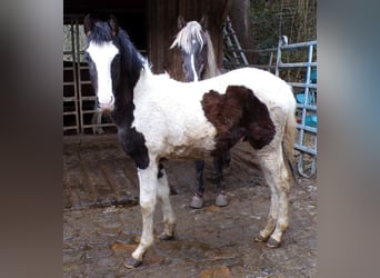 Rocky Mountain Horse Mix, Hengst, 1 Jahr, 148 cm, Schecke