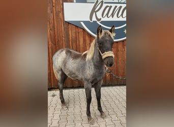 Rocky Mountain Horse, Hengst, 1 Jahr, 154 cm
