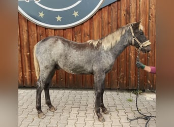 Rocky Mountain Horse, Hengst, 1 Jahr, 154 cm, Roan-Bay