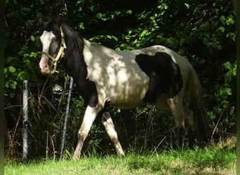 Rocky Mountain Horse Mix, Hengst, 2 Jahre, 148 cm, Schecke