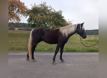 Rocky Mountain Horse, Hengst, 3 Jahre, 140 cm