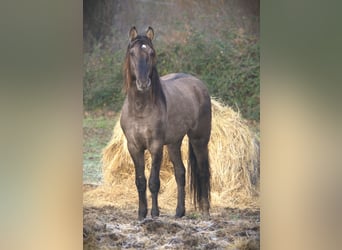 Rocky Mountain Horse, Hengst, 4 Jaar, 160 cm, Grullo