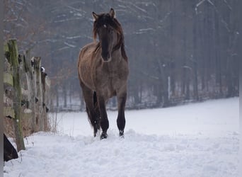 Rocky Mountain Horse, Hengst, 4 Jaar, 160 cm, Grullo
