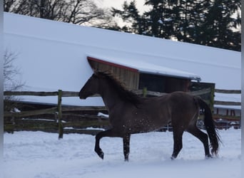 Rocky Mountain Horse, Hengst, 4 Jaar, 160 cm, Grullo
