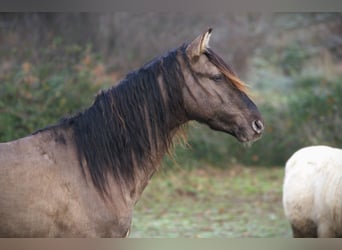 Rocky Mountain Horse, Hengst, 4 Jaar, 160 cm, Grullo